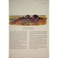 STAR-NOSED MOLE RAT RATS SHREW MOUSE RODENT COLOR PRINT