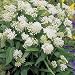 Butterfly Weed - White - 500 Seeds
