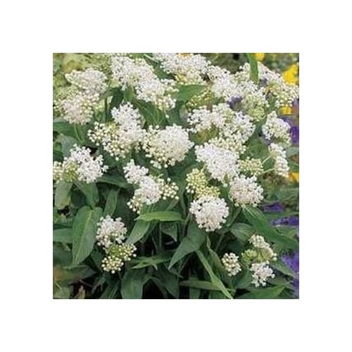 butterfly weed white perennial flower seeds