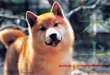 2008カレンダードッグズアルバム柴犬