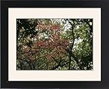 IMAGE OF Framed Prints of WAT-9895 Flame of the forest - Gold Mohur Tree from Ardea Wildlife Pets