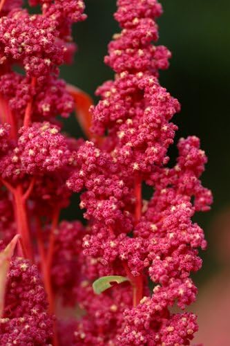 Red Headed Quinoa Organic Heirloom Seeds