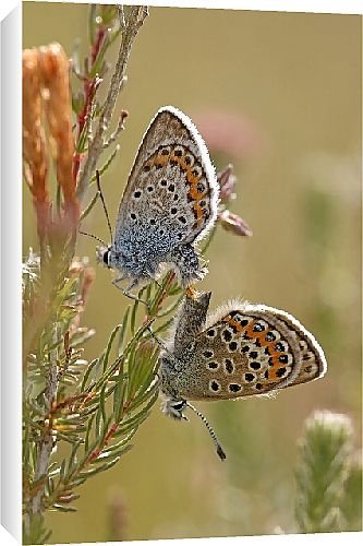 Canvas Prints of Butterfly from Country Life 