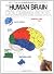 The Human Brain Coloring Book (Cos, 306)