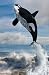 Orca Free Willy - 48"H x 32"W - Peel and Stick Wall Decal by Wallmonkeys