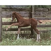 Colt (Horse At Fence) Art Poster Print