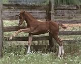 (16x20) Colt (Horse At Fence) Art Poster Print