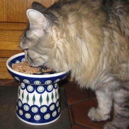 Polish Pottery Raised Food Dish or Water Bowl - Peacock