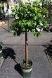 Redblush Grapefruit Tree, Five Gallon Topiary by Monrovia Growers