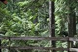 IMAGE OF Wallmonkeys Peel and Stick Wall Decals - Rain Forest Vancouver - 60