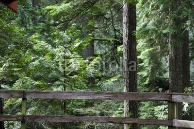 Wallmonkeys Peel and Stick Wall Decals - Rain Forest Vancouver - 60
