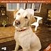 Labrador Retriever 2009. Art12-Collection