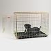 Pet Supplies : ProSelect Gold Fold-Down Crate Sm 24x17x20 In
