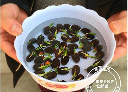 Office desktop decorative potted bowl lotus seed lotus water lily flowers aquatic mini hydroponic Desktop Storage