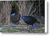 A Satin Bowerbird Spruces Up His Bower Canvas Print / Canvas Art - Artist Tim Laman