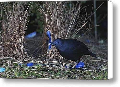 A Satin Bowerbird Spruces Up His Bower Canvas Print / Canvas Art - Artist Tim Laman