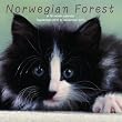 norwegische waldkatzen kaufen