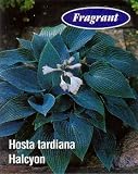 Halycon Hosta - Blue Leaves - Shade - 3 1/2