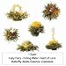 Product Teaposy Blooming Tea Bulbs, Medley, Variety Pack of Six Blossoms (Pack of 6).