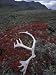 Antler Amid Alpine Bearberry, Brooks Range, Arctic National Wildlife Refuge, Alaska, ...