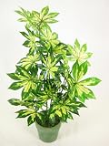 51VvqePnl1L. SL160  46cm Potted Artificial Silk Variegated Fatsia Japonica Plant ~ Office Plant in a Modern Green Silver Pot ~ Home & Conservatory Decoration