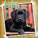 Labs 2011 Wall Calendar