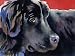 "Newfoundland" Dog Art Print Signed by Artist DJ Rogers