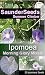 SaunderSeeds ipomoea Mixed Morning Glory 30 seeds. Ideal Annual climber that blooms Early in the mor