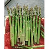 アスパラガス：ジェシージャイアント素掘り苗・根幅3cm 4株セット[伊那産]