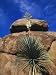Top of Yucca (Yucca) Plant Begins to Flower Near Tall Boulders, Grapevine Hills, Big Bend Photographic Poster Print by Jeff Foott, 12x16