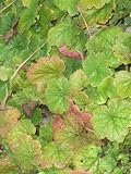 Eigenschaften Dachstauden  / Tellima grandiflora - Falsche Alraune