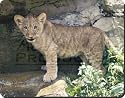 LION CUB by WATER Mouse Mat