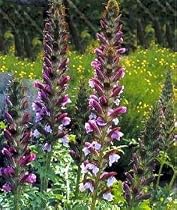 Bear's Breeches Plant - Acanthus mollis - 1 Gallon Pot