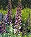 Bear's Breeches Plant - Acanthus mollis - 1 Gallon Pot