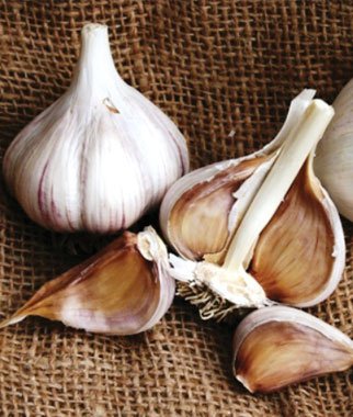 Garlic, Purple Glazer 1/2 lb
