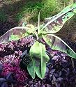 High Color Mini Banana Plant - Musa - Indoors or Out