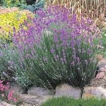 Munstead Lavender Herb - Perennial - 8 Plants