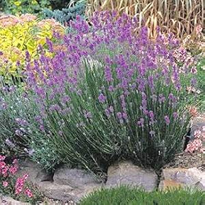 Munstead Lavender Herb - Perennial - 8 Plants