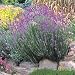 Munstead Lavender Herb - Perennial - 8 Plants
