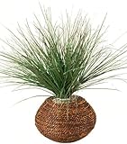 Burgundy Onion Grass In Round Braided Rope Planter, 16