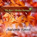 Autumn Forest - Nature Sounds CD