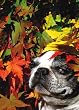 THANKSGIVING W/ DOG IN LEAVES