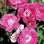 Potted Pink Knock Out Rose Bush - Disease Resistant!