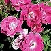 Potted Pink Knock Out Rose Bush - Disease Resistant!