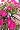 Fiskars 9921 Softouch Micro-Tip Pruning Snip
