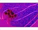 Photographic Prints of Fern spore cases, light micrograph from Science Photo Library