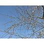 Canon PowerShot SX20 IS Digitalkamera (12 Megapixe&hellip von Canon