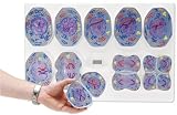 3B Scientific Meiosis Model