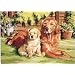 Reeves Paint By Number Kit - Its A Dog's Life (11x14")