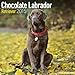 Chocolate Labrador Retriever Calendar - Breed Specific Chocolate Labrador Retriever Calendar - 2015 Wall calendars - Dog Calendars - Monthly Wall Calendar by Avonside